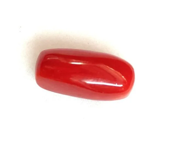 red coral price in india
